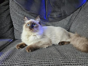 Foto №2 zu Ankündigung № 123670 zu verkaufen ragdoll-katze - einkaufen Deutschland quotient 	ankündigung