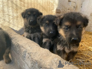 Foto №1. deutscher schäferhund - zum Verkauf in der Stadt Dubai | 490€ | Ankündigung № 13801