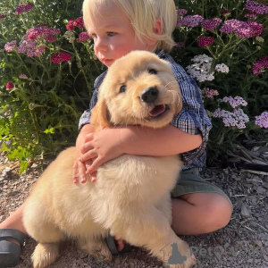 Foto №2 zu Ankündigung № 172955 zu verkaufen golden retriever - einkaufen Guadeloupe 