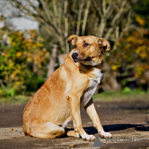 Foto №2 zu Ankündigung № 51559 zu verkaufen mischlingshund - einkaufen Russische Föderation quotient 	ankündigung