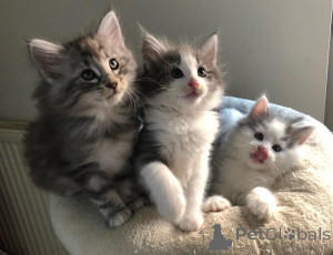 Foto №2 zu Ankündigung № 176233 zu verkaufen norwegische waldkatze - einkaufen Belgien quotient 	ankündigung