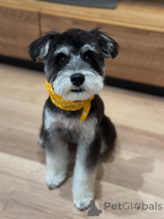 Foto №3. Süße Miniatur -Schnauzer -Welpen. USA