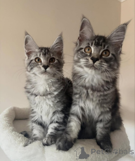 Foto №2 zu Ankündigung № 176854 zu verkaufen maine-coon-katze - einkaufen Deutschland quotient 	ankündigung