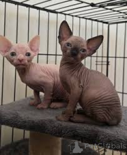 Foto №1. sphynx cat - zum Verkauf in der Stadt Wien | 580€ | Ankündigung № 163800