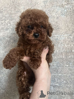 Foto №2 zu Ankündigung № 160722 zu verkaufen mischlingshund - einkaufen Ukraine quotient 	ankündigung, vom kindergarten, züchter