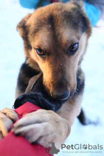 Foto №1. mischlingshund - zum Verkauf in der Stadt Краснокамск | Frei | Ankündigung № 8315