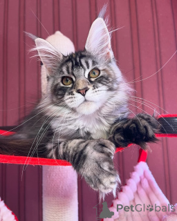 Foto №2 zu Ankündigung № 155319 zu verkaufen maine-coon-katze - einkaufen Luxemburg quotient 	ankündigung