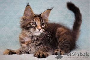 Foto №4. Ich werde verkaufen maine-coon-katze in der Stadt Wolgograd. vom kindergarten, züchter - preis - verhandelt