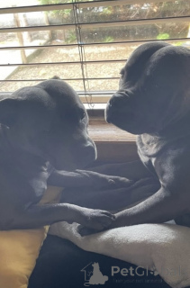 Foto №1. staffordshire bull terrier - zum Verkauf in der Stadt Bad Wildungen | 580€ | Ankündigung № 175223