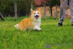 Foto №4. Ich werde verkaufen welsh corgi in der Stadt Bačka Topola. züchter - preis - 1400€