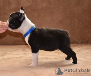 Foto №2 zu Ankündigung № 73359 zu verkaufen boston terrier - einkaufen Serbien züchter