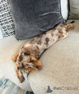 Foto №3. Süße, entzückende Dackelwelpen zum Verkauf. Kontaktieren Sie WhatsApp Business. Finnland