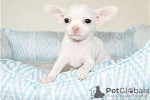 Foto №3. Entzückende Chihuahua-Welpen zur kostenlosen Adoption. Deutschland