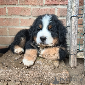 Foto №1. berner sennenhund - zum Verkauf in der Stadt Kansas City | 531€ | Ankündigung № 147438