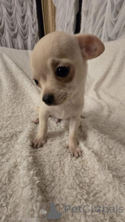 Foto №2 zu Ankündigung № 161481 zu verkaufen chihuahua - einkaufen Serbien züchter
