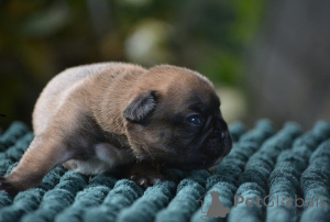 Foto №2 zu Ankündigung № 165471 zu verkaufen französische bulldogge - einkaufen Deutschland quotient 	ankündigung, züchter