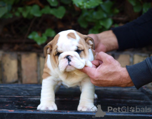 Zusätzliche Fotos: Wunderschöne englische Bulldoggenwelpen