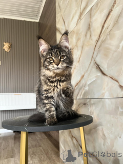 Foto №3. Premium-Maine-Coon-Kätzchen auf der Suche nach ihrer ewigen Familie. Deutschland