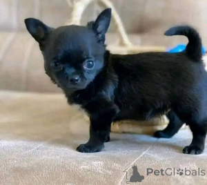 Foto №3. Treffen Sie Ihre neuen besten Freunde! Auf der Suche nach einem liebevollen. USA