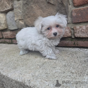 Foto №3. Prachtige Shih Tzu-Welpen auf der Suche nach einem glücklichen Tag. Niederlande