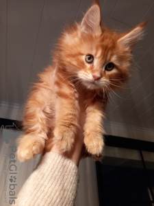 Foto №2 zu Ankündigung № 90281 zu verkaufen maine-coon-katze - einkaufen Finnland quotient 	ankündigung