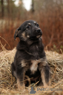 Foto №2 zu Ankündigung № 105981 zu verkaufen mischlingshund - einkaufen Russische Föderation quotient 	ankündigung