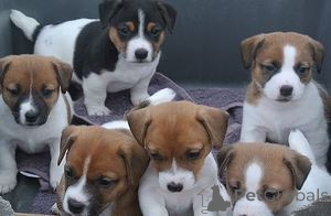 Foto №1. jack russell terrier - zum Verkauf in der Stadt Hamburg | 300€ | Ankündigung № 154785