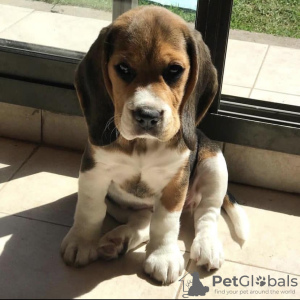 Foto №1. beagle - zum Verkauf in der Stadt Belgrad | 650€ | Ankündigung № 50226