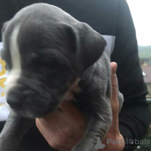 Foto №1. american pit bull terrier - zum Verkauf in der Stadt Degerdal | 450€ | Ankündigung № 173383