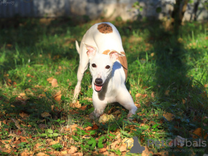 Zusätzliche Fotos: Whippet-Männchen zur Zucht