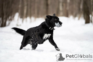 Zusätzliche Fotos: Der schwarze Held Max ist in guten Händen