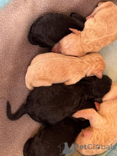 Foto №2 zu Ankündigung № 163985 zu verkaufen pudel (toy) - einkaufen USA quotient 	ankündigung, vom kindergarten