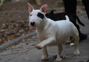 Foto №2 zu Ankündigung № 164496 zu verkaufen bullterrier - einkaufen Serbien züchter