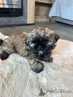 Foto №1. bolonka zwetna - zum Verkauf in der Stadt Ansubrg | verhandelt | Ankündigung № 162034