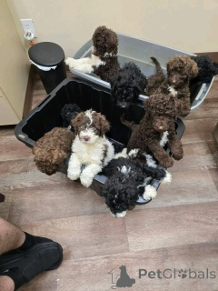 Foto №3. Labradoodle Welpen Zur Adoption. Deutschland