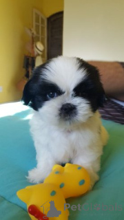 Foto №2 zu Ankündigung № 158716 zu verkaufen shih tzu - einkaufen Deutschland quotient 	ankündigung