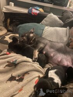 Foto №3. Entzückender männlicher Welpe der französischen Bulldogge ist jetzt bereit!!. Deutschland