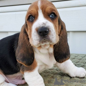 Foto №1. basset hound - zum Verkauf in der Stadt Cheb | verhandelt | Ankündigung № 170694