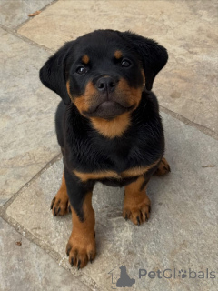 Foto №2 zu Ankündigung № 174970 zu verkaufen rottweiler - einkaufen Deutschland quotient 	ankündigung