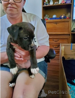 Foto №1. american bully - zum Verkauf in der Stadt Berlin | verhandelt | Ankündigung № 135136