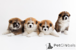 Foto №1. akita - zum Verkauf in der Stadt Schlechtes Vilbel | verhandelt | Ankündigung № 166356