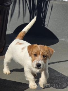 Foto №3. Premium-Jack-Russell-Terrier-Welpen Intelligent, mutig und familienfreundlich. Deutschland