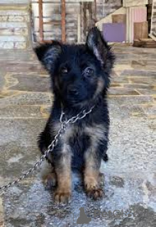 Foto №2 zu Ankündigung № 136782 zu verkaufen deutscher schäferhund - einkaufen Deutschland 