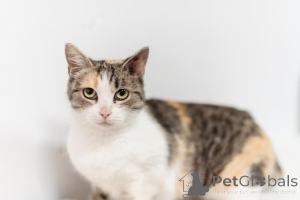 Foto №1.  - zum Verkauf in der Stadt Chimki | Frei | Ankündigung № 159363