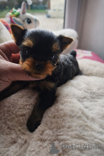 Foto №3. Ich gebe einen Yorkshire-Welpen zur Verfügung. Dänemark