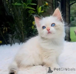Foto №2 zu Ankündigung № 176010 zu verkaufen ragdoll-katze - einkaufen Deutschland quotient 	ankündigung