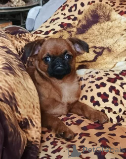 Foto №1. petit brabançon - zum Verkauf in der Stadt Moskwa | 593€ | Ankündigung № 165024