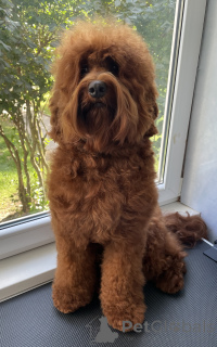 Foto №4. Ich werde verkaufen labradoodle in der Stadt Šiauliai. züchter - preis - 3000€