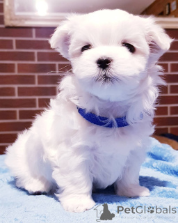 Foto №2 zu Ankündigung № 143282 zu verkaufen malteser - einkaufen Spanien 