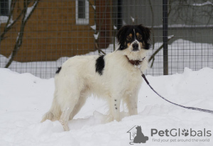 Foto №2 zu Ankündigung № 91230 zu verkaufen mischlingshund - einkaufen Russische Föderation quotient 	ankündigung